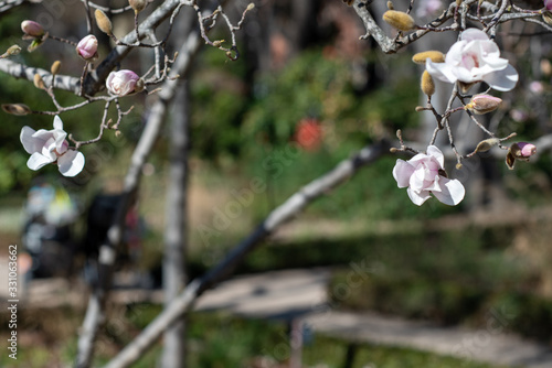 White flowers of the Loebner magnolia Merrill photo