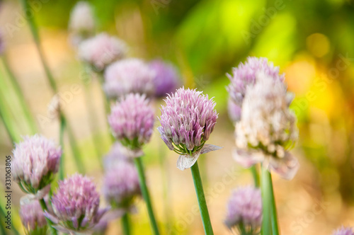 Quadro su tela flower onion and garlic family
