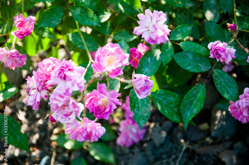 Wallpaper Mural soft and tender. Pink roses in the garden of pink roses Torontodigital.ca