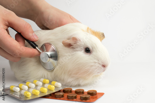 Wallpaper Mural Guinea pig at the vet. Treatment of white guinea pig. Torontodigital.ca
