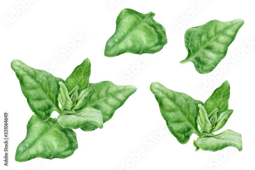 Warrigal greens herb watercolor isolated on white background photo