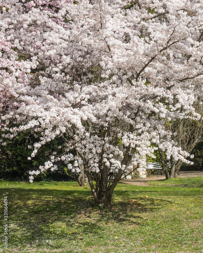 Blooming bird cherry tree in the park, springtime in Baden-Baden, Germany