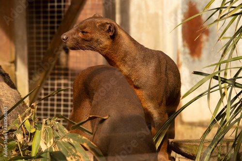 dark brown Fossa cats standing between green plants  photo