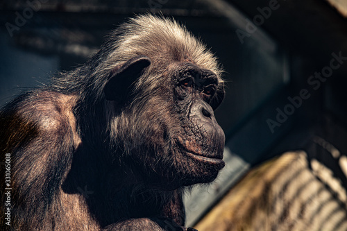 side portrait of a black female gorilla head in the low sun	 photo