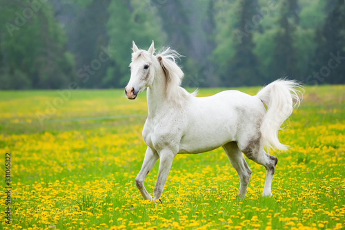 Beautiful white arab horse in the field