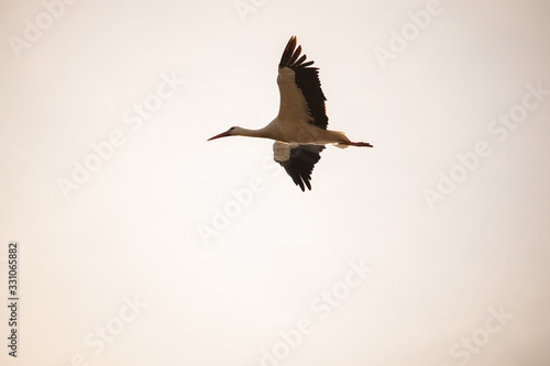 rattling storck flying in the sky