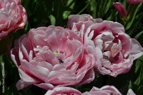 Fototapeta Naklejka Na Ścianę i Meble -  Top view of two vivid pink and white tulips in a garden in a sunny spring day, beautiful outdoor floral background photographed with soft focus