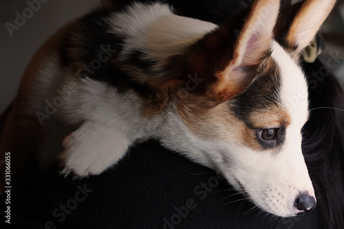 Cute Corgi Puppy Portrait © samuel
