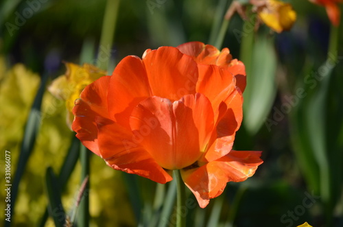 Top view of one delicate vivid orange tulip in a garden in a sunny spring day  beautiful outdoor floral background photographed with soft focus