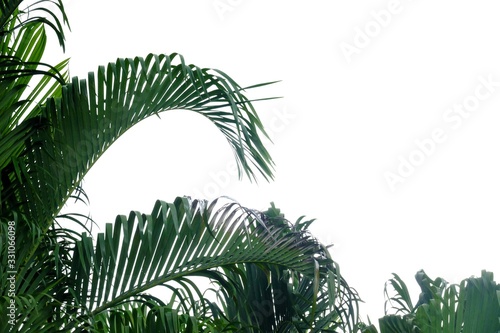 Fototapeta Naklejka Na Ścianę i Meble -  Tropical palm leaves with branches on white isolated background for green foliage backdrop 