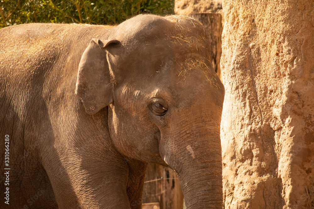 Portrait of an elefant infront of a brown rocky wall