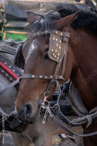 Closeup of Carriage Horse, Marrakech © Betty Sederquist