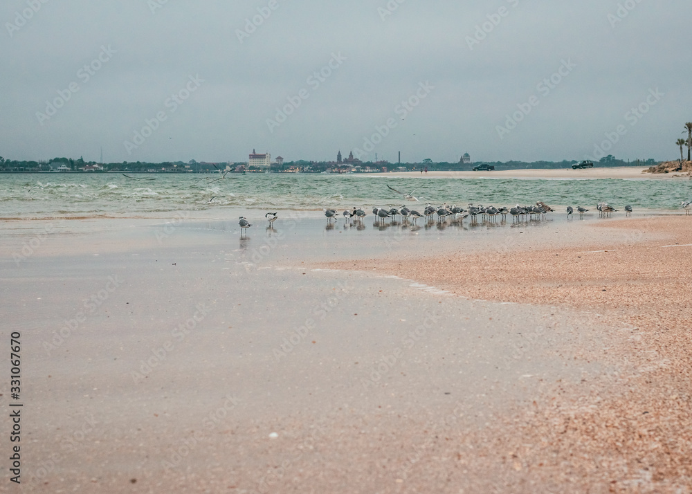 Sand Pipers Congregated on the Beach on a Cloudy Morning Sand Pipers Congregated on the Beach on a Cloudy Morning