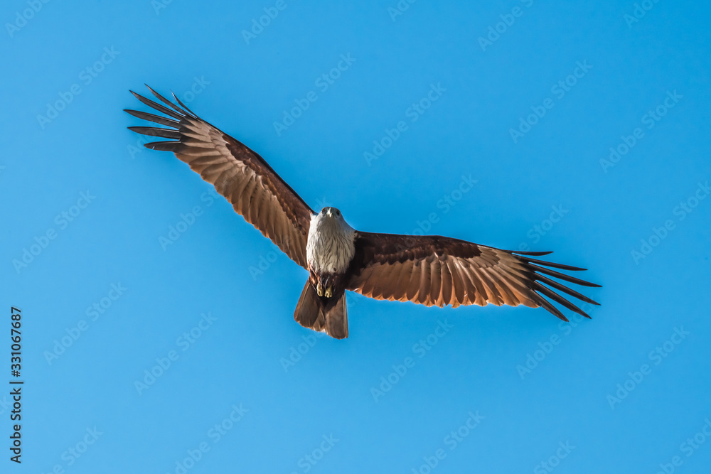Fototapeta premium Flight of the great white bird