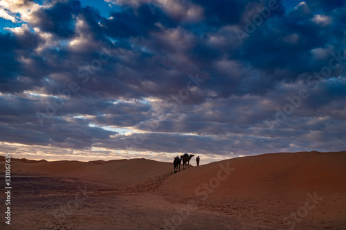 Camels on Top of Sand Dune, Sahara Desert, Morocco