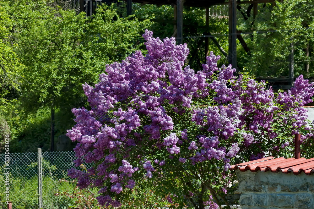 Yard with blooming purple lilac against spring forest background, Teteven balkan, Bulgaria  