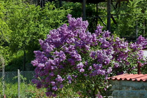 Fototapeta Naklejka Na Ścianę i Meble -  Yard with blooming purple lilac against spring forest background, Teteven balkan, Bulgaria  