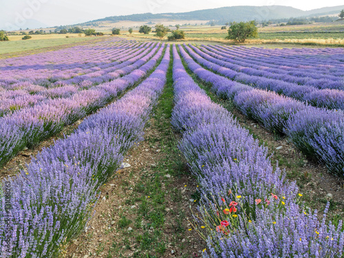 Lavender growing in rows in fields of Provence France