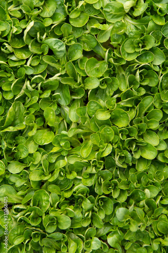 Grüner Salat: Frischer Vogerlsalat – Feldsalat – Rapunzel - (Valerianella locusta), Wintersalat wächst im Beet © fotomarekka