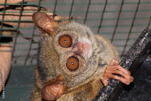 Tiny tarsier monkey