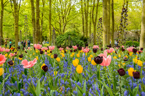 Fototapeta Naklejka Na Ścianę i Meble -  Colourful blooming spring flowers in Keukenhof, Holland