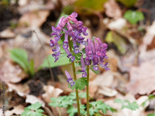 Gefingerte Lerchensporn oder Finger-Lerchensporn (Corydalis solida). Frühlingsblüte mit blaurot Blumenkrone photo