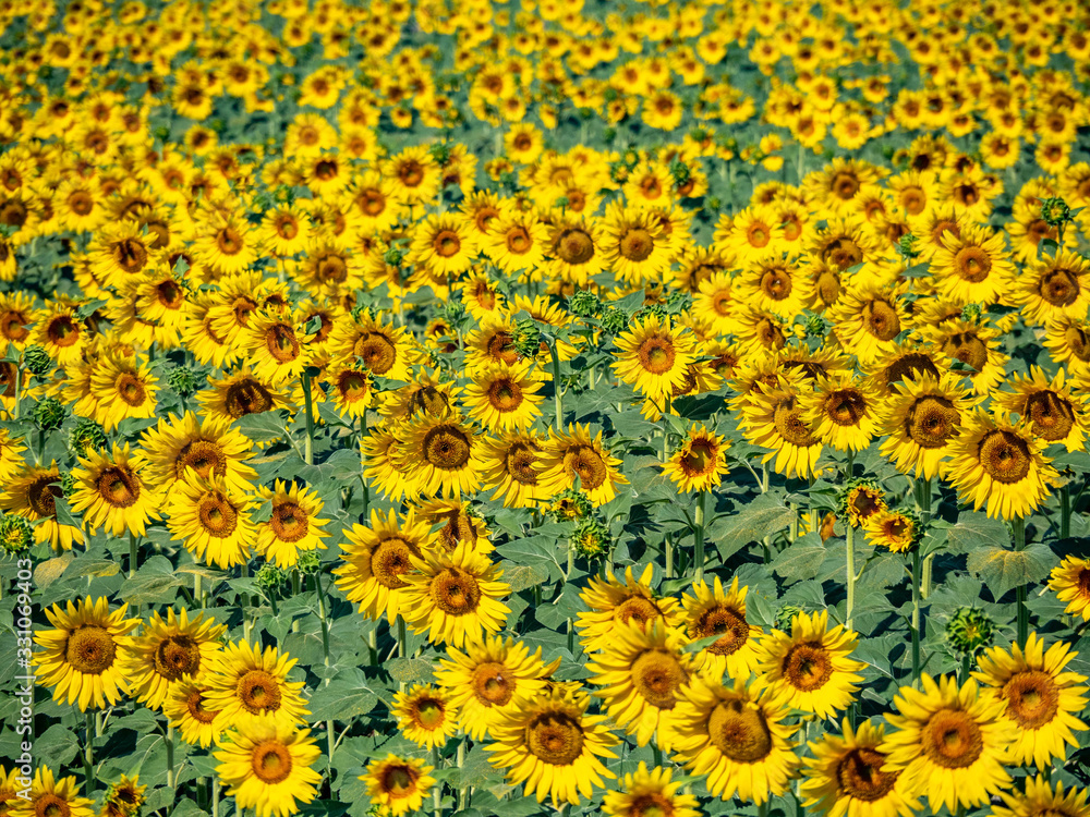 Beautiful yellow sunflowers in Provence with green leaves and blue sky in background.