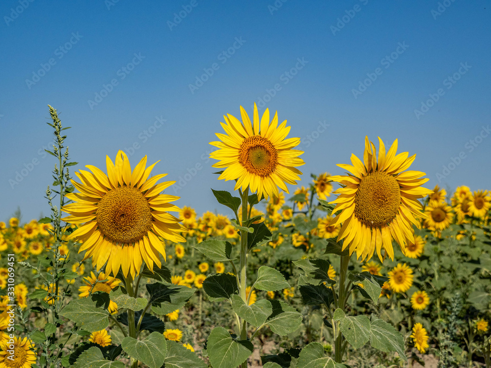 Beautiful yellow sunflowers in Provence with green leaves and blue sky in background. Beautiful yellow sunflowers in Provence with green leaves and blue sky in background.