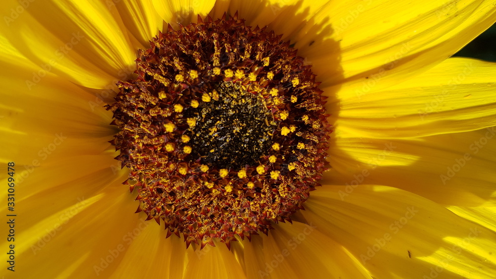 sonnenblume sonnenblume