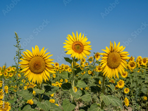 Beautiful yellow sunflowers in Provence with green leaves and blue sky in background.