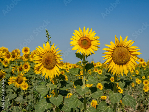 Beautiful yellow sunflowers in Provence with green leaves and blue sky in background.