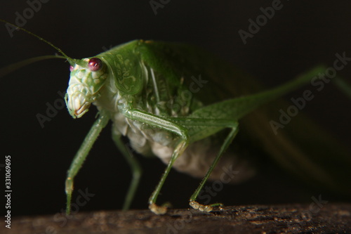 Tropical grasshopper