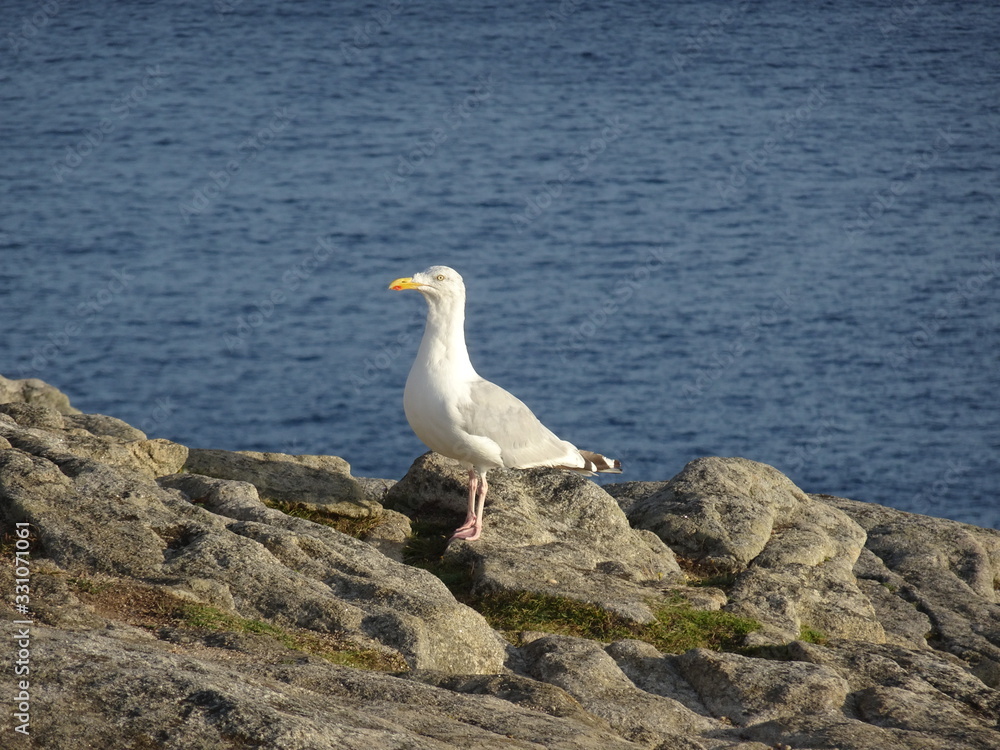Fototapeta premium Mouette sur un rocher de Bretagne?