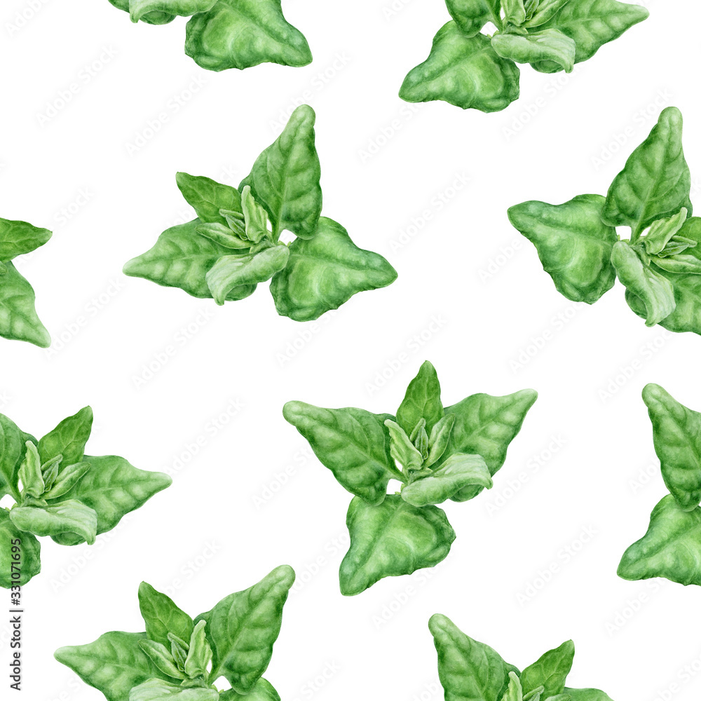 Warrigal greens hand drawn watercolor illustration. Seamless pattern. Warrigal greens hand drawn watercolor illustration. Seamless pattern.