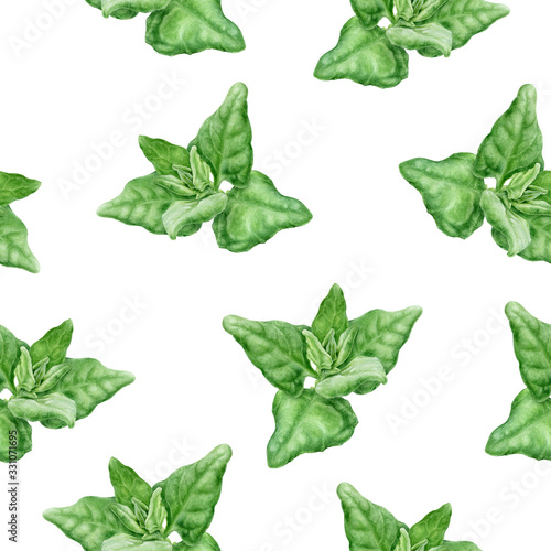 Warrigal greens hand drawn watercolor illustration. Seamless pattern. © cosmicanna