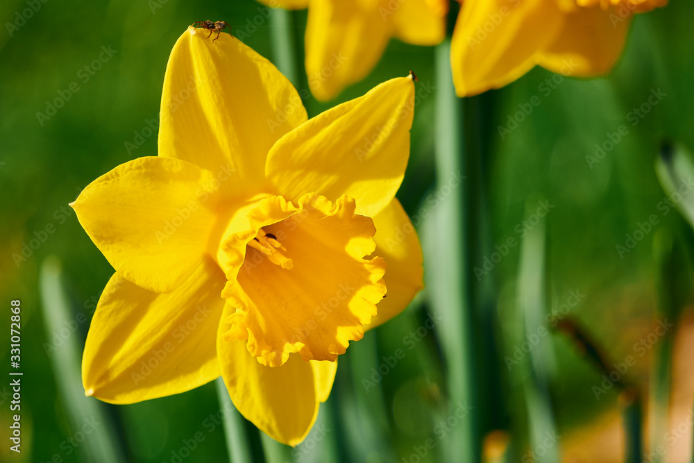 Yellow Daffodils on a green meadow on a sunny day Yellow Daffodils on a green meadow on a sunny day