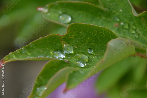 Close up of rain drops on a leaf.