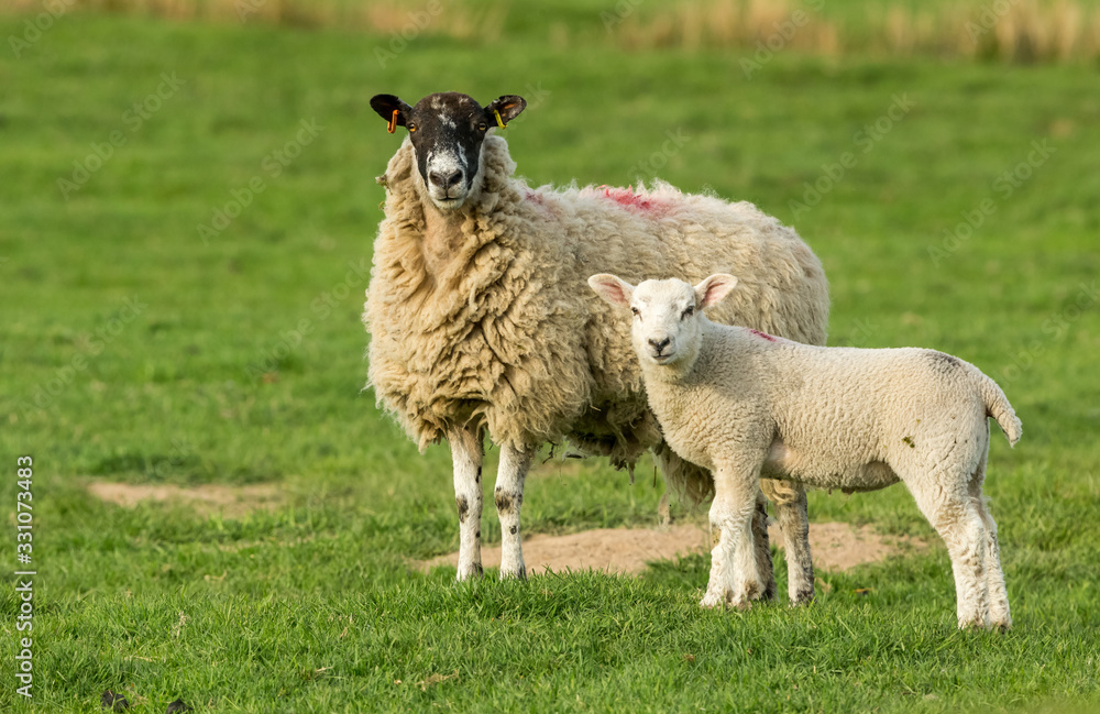 Sheep and lamb. Swaledale mule ewe with well grown lamb in Springtime. Lambing time in the Yorkshire Dales, England. Horizontal. Space for copy. Sheep and lamb. Swaledale mule ewe with well grown lamb in Springtime. Lambing time in the Yorkshire Dales, England. Horizontal. Space for copy.