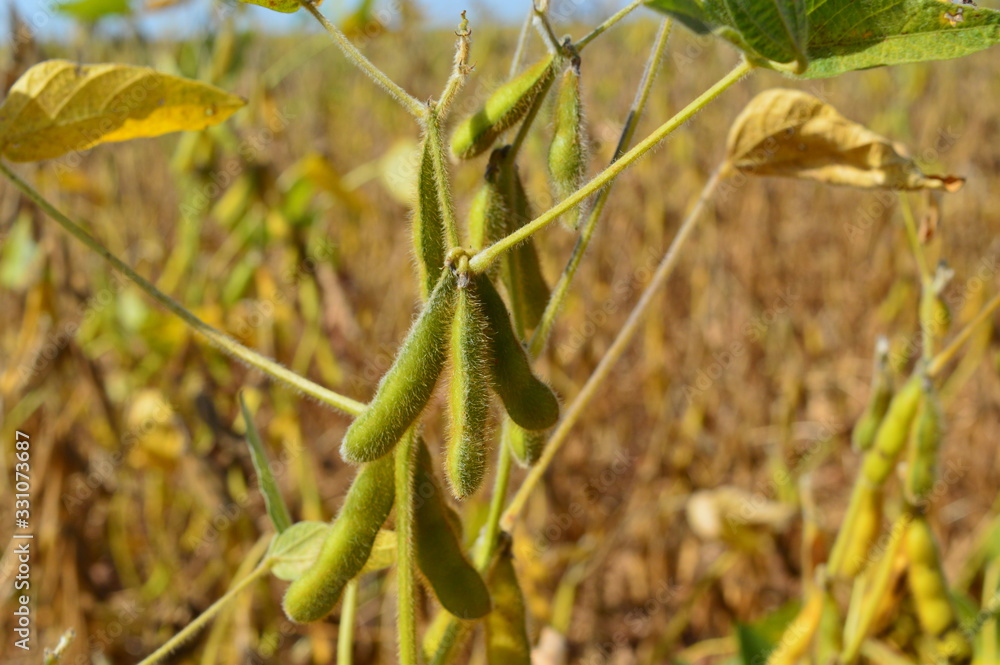 Close up of soybean pods still attached to a senescent plant Close up of soybean pods still attached to a senescent plant