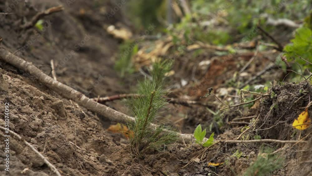 Small pine seedlings in ground. Restoration of forest plantations by new plantings. Young pine growing. Plant growing. Young sprouts of pine growing in forest Small pine seedlings in ground. Restoration of forest plantations by new plantings. Young pine growing. Plant growing. Young sprouts of pine growing in forest