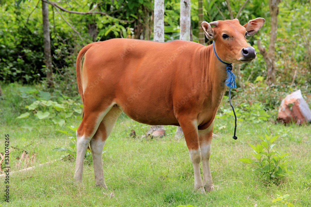 Red cow in new guinea