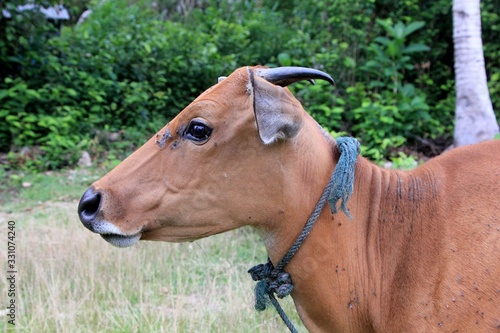 Red cow in new guinea