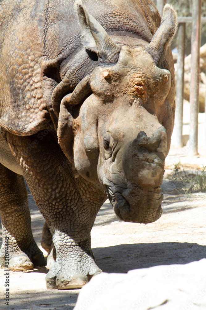 Fototapeta premium Close up of rhino
