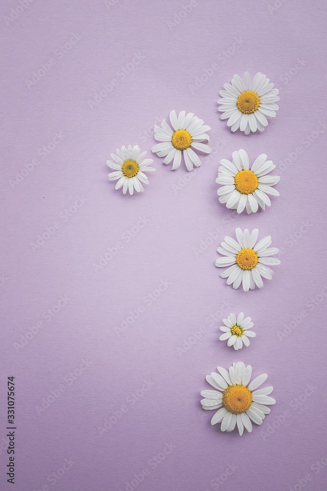 Gänseblümchen, Margeriten - Blüten auf buntem Karton, Vorlage für Design, Hintergrund Gänseblümchen, Margeriten - Blüten auf buntem Karton, Vorlage für Design, Hintergrund