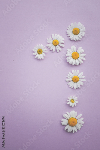 Gänseblümchen, Margeriten - Blüten auf buntem Karton, Vorlage für Design, Hintergrund