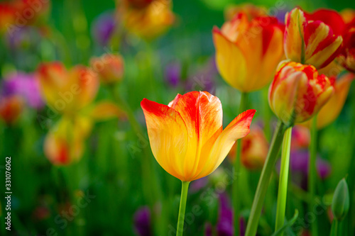 Amazing yellow tulips with red tops on a flowerbed between the purple tulip flowers and green grass. The beauty of the spring season.