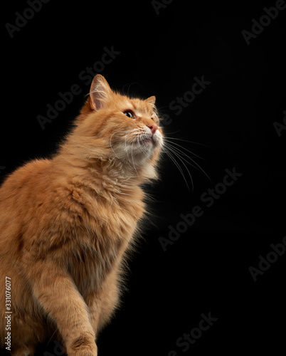 adult fluffy red cat sits sideways, cute face