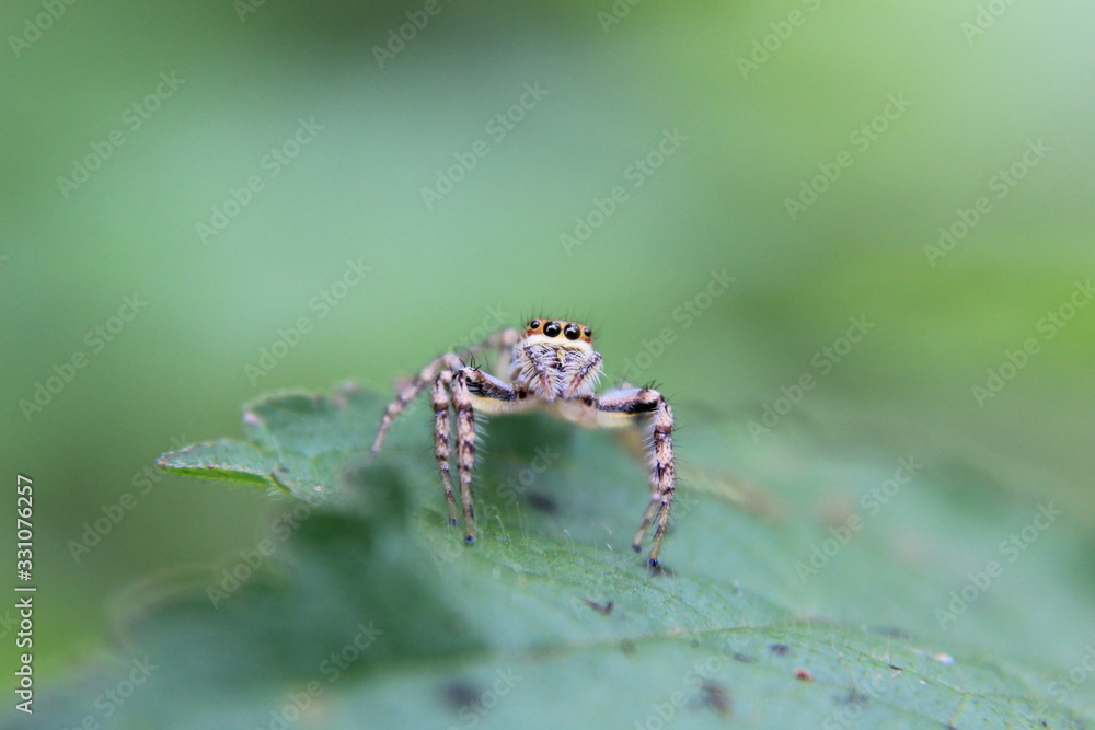Tropical spider Tropical spider