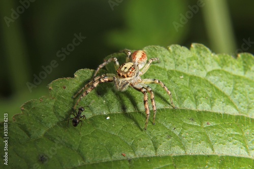 Tropical spider