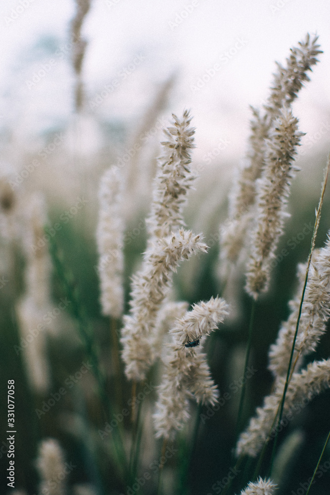 grass on background of blue sky grass on background of blue sky
